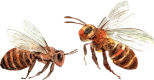 about-3-3-bee